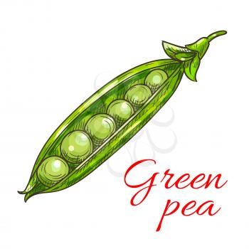 Green pea vegetable sketch icon. Isolated open pea pod. Vegetarian fresh food product sign for sticker, grocery shop, farm store element