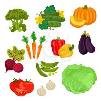 Farm vegetables isolated flat icons. Vegetarian farm vegetable products. Broccoli, cucumber, pumpkin, carrot, beet, pepper, eggplant, green pea, tomato, garlic, cabbage graphic elements for grocery st