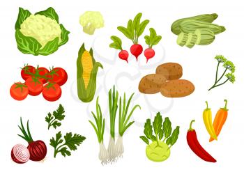 Farm vegetables isolated vector icons. Vegetarian farm vegetable products. Cauliflower, tomatoes, onion, corn ear, parsley, leek, radish, potato, kohlrabi, zucchini, dill, chili pepper elements for gr