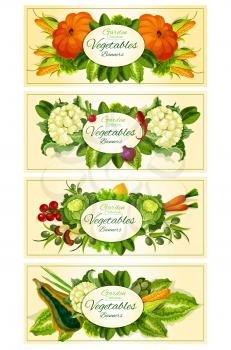 Farm and garden vegetables vector banners. Vegetarian vegetable products. Pumpkin, corn ears, cauliflower, radish, peper, onion, tomatoes, olives, carrot, cabbage, lemon, mushroom, leek, radish. Backg