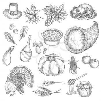 Thanksgiving sketch vector isolated icons of traditional celebration. Thanksgiving turkey, cornucopia, pumpkin, vegetables harvest, grape bunch, corn, pilgrim hat. Decoration symbol elements for thank