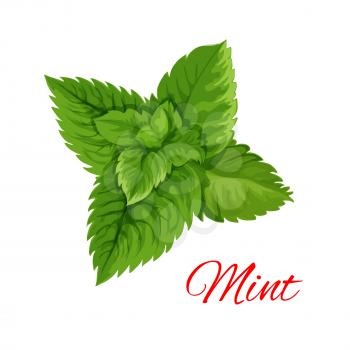 Mint emblem. Vector isolated leaves bunch of mint herb. Cooking, mojito juice cocktail, chewing gum and salad dressing ingredient for decoration, package design element, sticker, label
