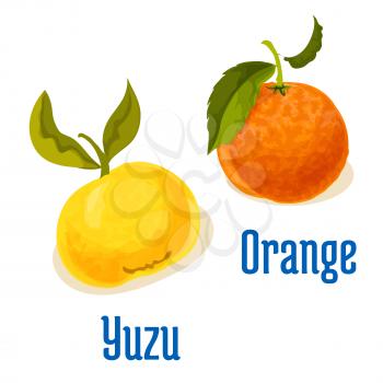 Orange and yuzu fruits vector icons. Isolated whole citrus fruit with leaves. Emblem for vitamin juice or jam label, packaging sticker, grocery shop tag, farm store