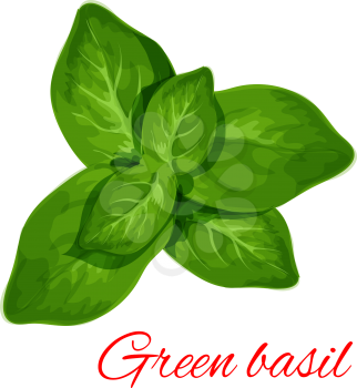 Green basil. Vector isolated spice herb leaves icon. Vector emblem of green basil herb for design element in culinary, cooking ingredient, package decoration, sticker, label