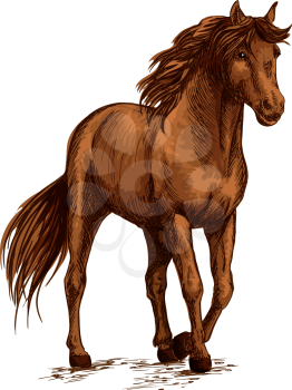 Brown horse pacing calm in wild. Beautiful bay mare with glossy shining horse hair and waving mane. Modest stallion bending front hoof. Vector color sketch portrait