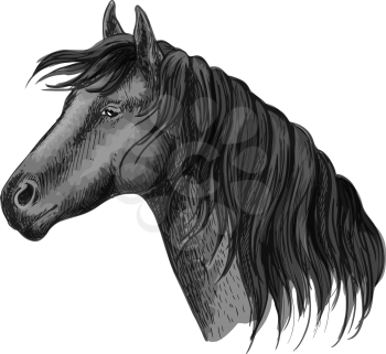 Horse head portrait. Humble black mustang with kind eyes. Raven mustang stallion sketch
