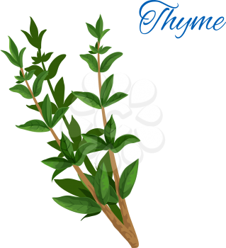 Thyme branch with leaves. Vector isolated icon of aromatic spice herb. Emblem of green thyme leaf for culinary condiment, cooking ingredient, package sticker, label design element