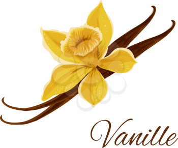 Vanille. Vector icon of vanilla pod with flower. Icon of flavor spice herb. Emblem of aromatic fruit plant for culinary condiment, cooking ingredient, package sticker, label design element
