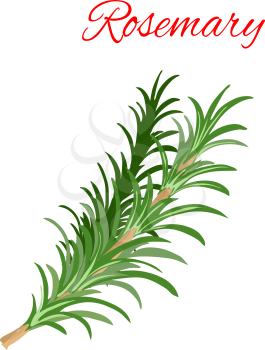 Rosemary culinary herb branches vector icon. Aromatic spice herbal condiment emblem of green rosemary branch with leaves for cooking ingredient package sticker, label design element