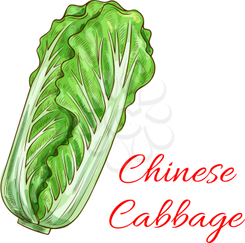 Chinese cabbage. Napa leafy cabbage vegetable sketch isolated icon. Vegetarian napa lettuce salad product label for grocery shop emblem, product tag design