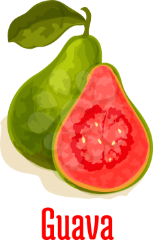 Guava. Fresh juicy exotic tropical fruit. Vector isolated icon of whole and half cut guava fruit with pink pulp. Emblem for fruit shop, drink product label, menu card design element