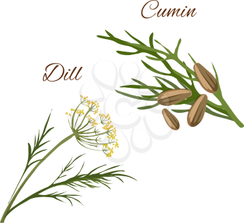 Dill, cumin spice herbs isolated vector icons. Aroma food and salad ingredient, condiment emblem of dill and cumin plants for packaging design, cuisine menu card, grocery shop, food market tag