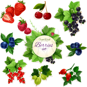 Berries. Isolated vector berry icons of cherry, strawberry, raspberry, black currant, red currant, blueberry, blackberry, gooseberry, dog-rose berry fruit. Farm and garden fresh berry bunch and cluste