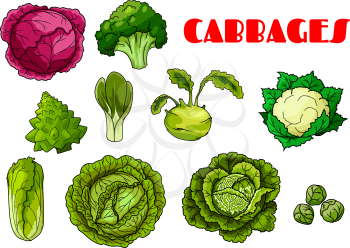 Vegetable cabbages set. Red cabbage, broccoli, cauliflower and chinese cabbage, brussels sprout, kohlrabi and napa, collard greens and savoy, kale, kai-lan. Isolated vector icons of cabbage leafy vege