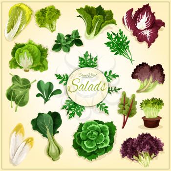 Salad leaf and vegetable greens poster with fresh healthy lettuce, chinese cabbage, spinach and bok choy, cress salad, iceberg lettuce and arugula, chicory and corn salad, batavia, radicchio and chard