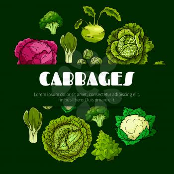 Cabbage vegetable poster with fresh green and red head cabbage, broccoli, cauliflower, kohlrabi, brussel sprout, romanesco cauliflower and bok choy. Vegetarian food, dieting, salad recipe design