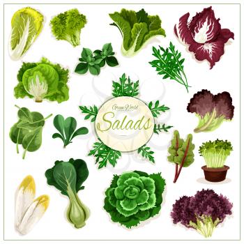 Salad greens poster of leafy vegetables. Vector isolated vegetarian arugula, chicory salad, spinach, lollo rossa, radicchio, swiss chard salad, batavia lettuce, gotukola, mangold, kale, collard, romai