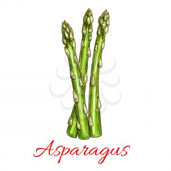 Asparagus vegetable stem isolated sketch. Bunch of fresh green asparagus sprout. Healthy food, dieting, vegetarian salad recipe design