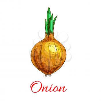 Onion vegetable with green leaf sketch. Yellow onion bulb with sprouted leaf. Healthy food, agriculture, cookbook recipe, organic farming design