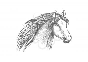 Sketched horse head of purebred arabian mare horse. Equestrian sport, horse racing symbol, t-shirt print design