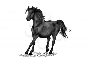Black beautiful horse racing in gallop gait. Strong raven stallion running in freedom. Vector pencil sketch portrait of racehorse