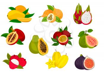Exotic fruit isolated icon set with tropical mango, papaya, carambola, passion fruit, lychee, dragon fruit, fig, guava, tamarillo. Food and juice packaging design