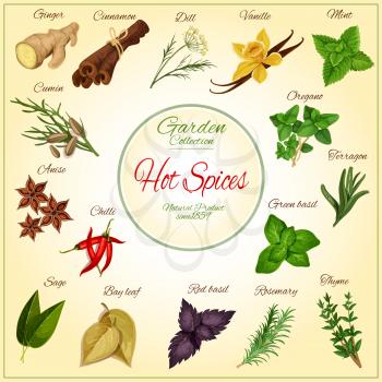 Hot Spices and spicy herb seasonings and condiments poster of vector ginger, cinnamon, dill, vanilla and mint leaves, cumin, anise and oregano, chilli pepper, terragon or tarragon and green basil, sag