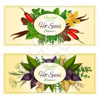 Hot Spices banners of spicy herb seasonings and herbal culinary condiments green basil, sage and bay leaf, red basil and rosemary, thyme and ginger, cinnamon and dill, vanilla and mint leaves, cumin, 