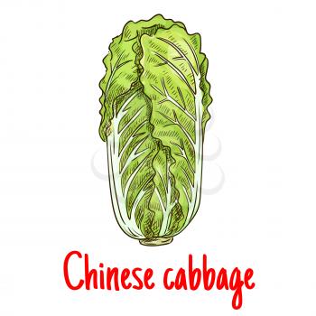 Chinese cabbage. Vector isolated sketch of napa leafy cabbage vegetable. Vegetarian lettuce cabbage salad product for for grocery shop emblem, product tag, label design