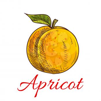 Apricot. Isolated apricot fruit with leaf and stem. Product emblem for juice or jam label, packaging sticker, grocery shop tag, farm store