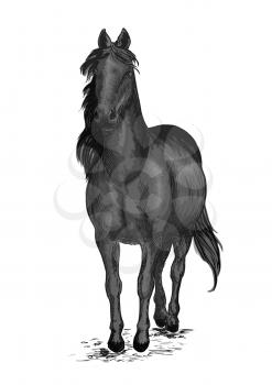 Black race horse. Arabian mustang pacing slowly. Vector emblem of horse stallion for sport horse racing. Ranch horse portrait
