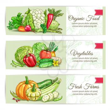 Organic vegetables sketch banner set. Fresh farm veggies label with tomato, carrot, pepper, onion, broccoli, cucumber, pea, pumpkin, zucchini, bean, cabbage, potato, cauliflower, kohlrabi, asparagus