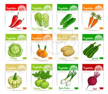Vegetable label and tag set. Farm fresh carrot, pepper, onion, beet, cabbage, potato, zucchini, cucumber, kohlrabi and pattypan squash vegetable product cards and banners for food packaging design