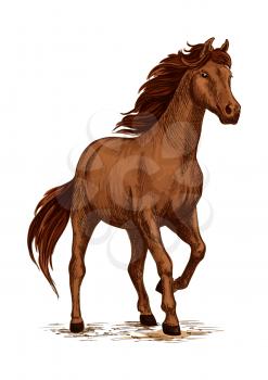 Running horse sketch of brown arabian stallion. Galloping purebred horse of arabian breed. Horse racing symbol, equestrian sport badge, t-shirt print design