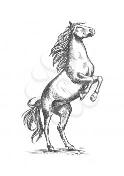 Horse mustang rearing on rear hooves. Horserace sport or ranch stallion symbol. Vector sketch for equestrian racing or races sport, horse riding and equine exhibition or contest