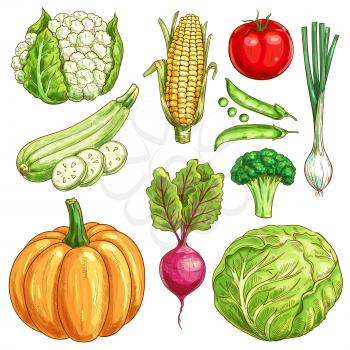 Vegetables sketch icons set of farmer market veggies. Vector isolated cauliflower and corn, zucchini squash and green pea, tomato and onion leek, pumpkin, beet and broccoli with white cabbage. Organic