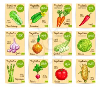 Farm veggies, organic vegetables price cards labels or vector tags set of chinese cabbage napa, cucumber and carrot, chili pepper and garlic, onion and zucchini squash, asparagus, radish, tomato and c