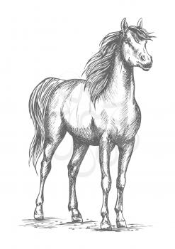 Horse mustang or young foal vector sketch. Wild or farm proud stallion standing on ground with lifted head. Symbol for equestrian racing sport, horse riding races club or equine exhibition
