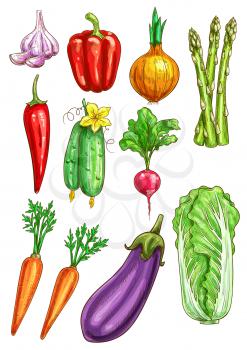 Vegetables sketch of garlic, bell and chili pepper, onion leek and asparagus, cucumber, radish and carrot, eggplant and chinese cabbage napa. Vegetarian farm fresh organic veggies vector isolated icon