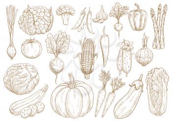 Vegetables sketch icons set of onion leek, cauliflower and broccoli, chinese napa cabbage, zucchini squash and green pea, tomato, cucumber and pumpkin, beet, asparagus and eggplant, garlic, corn and p