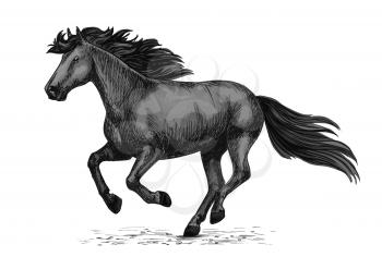 Horse racing vector sketch. Black wild mustang running on races. Farm stallion animal for equestrian horserace club or sport riding bets and equine exhibition or farm animal design