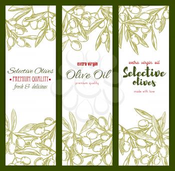 Olives sketch banners set. Vector green olive branches design for extra virgin olive oil bottle label design. Healthy vegetarian food and Italian, Mediterranean or Spanish cuisine ingredient