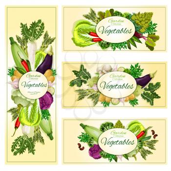 Vegetables banners set. Vegetarian healthy organic food of veggies zucchini squash, cabbage and onion leek, radish, tomato, cucumber and potato, corn and asparagus, Vector beet and chili pepper, onion