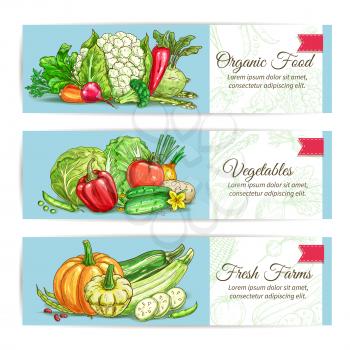 Vegetables banners set. Vector farm fresh organic ripe harvest veggies of cauliflower, kohlrabi and chili pepper, asparagus, beet, carrot and cabbage, tomato and potato, onion, peas, pumpkin and zucch