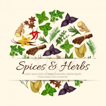 Herbal spices and spicy herbs poster of vector seasonings and cooking condiments anise and oregano, rosemary and thyme, ginger and vanilla with mint, cinnamon, tarragon, red and green basil, dill, cum