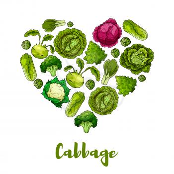 Heart of cabbage vegetables designed of leafy veggie white and red cabbage, romanesco broccoli, kohlrabi and brussels sprouts, cauliflower, chinese cabbage napa or bok choy and pak choi, kale. Vegetar