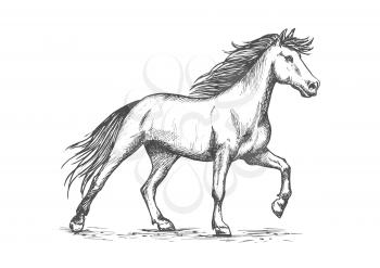 Slender white horse portrait. Wild raging mustang stomping hoof on ground. Horsrace purebred strong stallion running against wind in free gait. Vector pencil sketch, etching