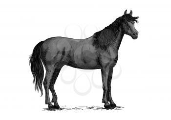 Horse vector sketch. Black wild mustang standing on ground. Farm stallion for equestrian racing sport, horse riding races club, bets or equine exhibition or farm animals design