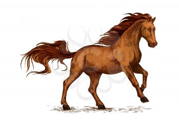Brown arabian mustang stallion racing or galloping. Color horse vector sketch for equestrian sport, horse riding, equine design