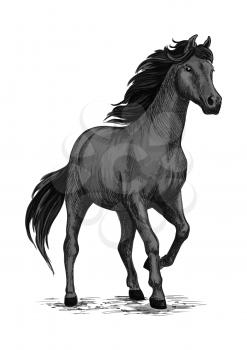 Wild black mustang stallion standing and stomping with hoof. For equestrian sport and hose riding, equine design. Black horse sketch